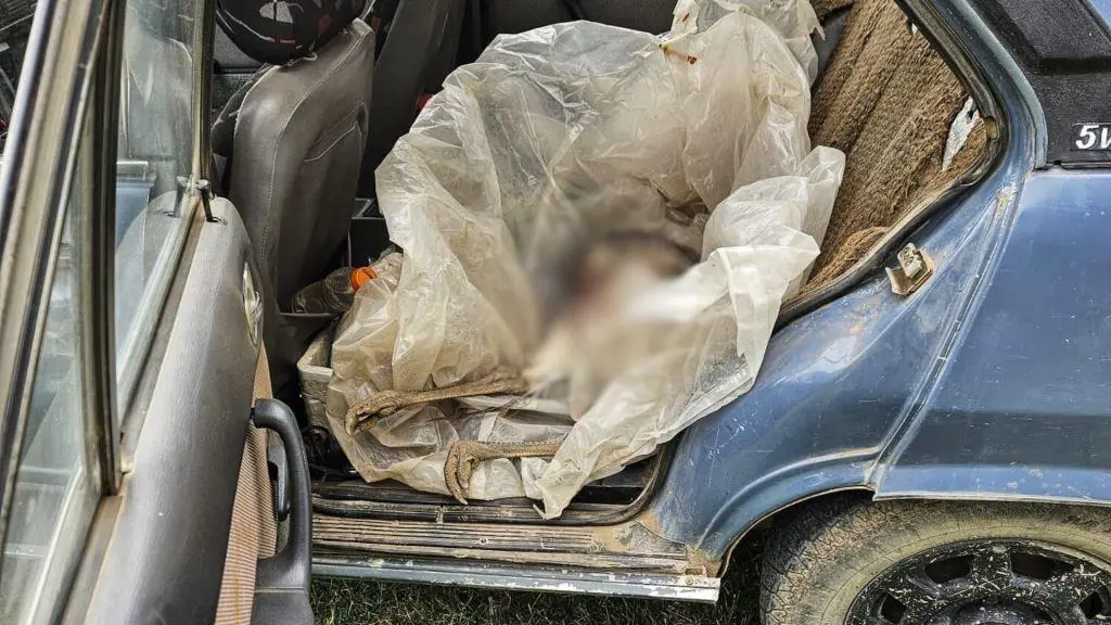 Chaves: cazadores furtivos viajaban con un ñandú muerto en el auto