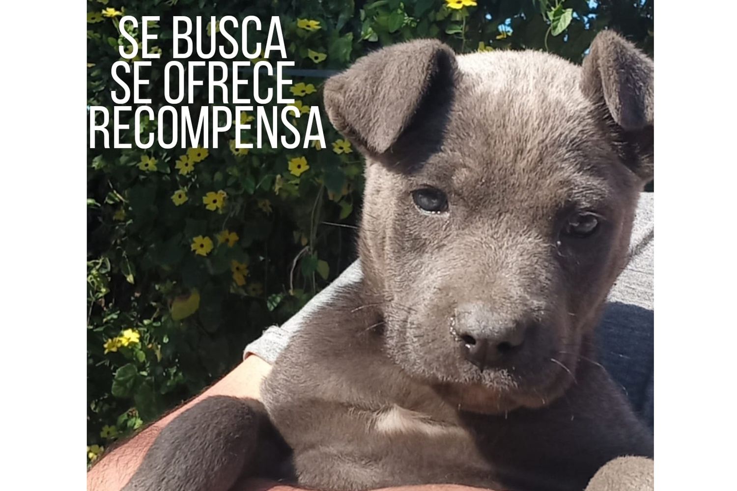 Buscan a Luci y ofrecen recompensa