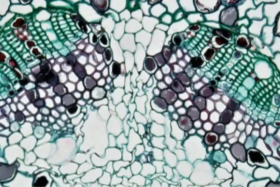 Regulación del ciclo celular: Terapias y aplicaciones