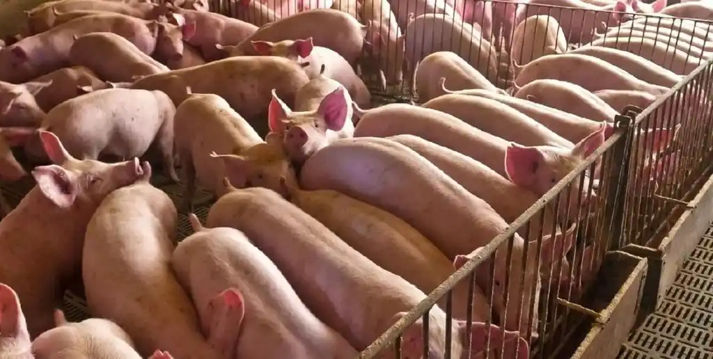 IMás consumo, mejor perfil nutricional: el crecimiento sostenido de la carne de cerdo