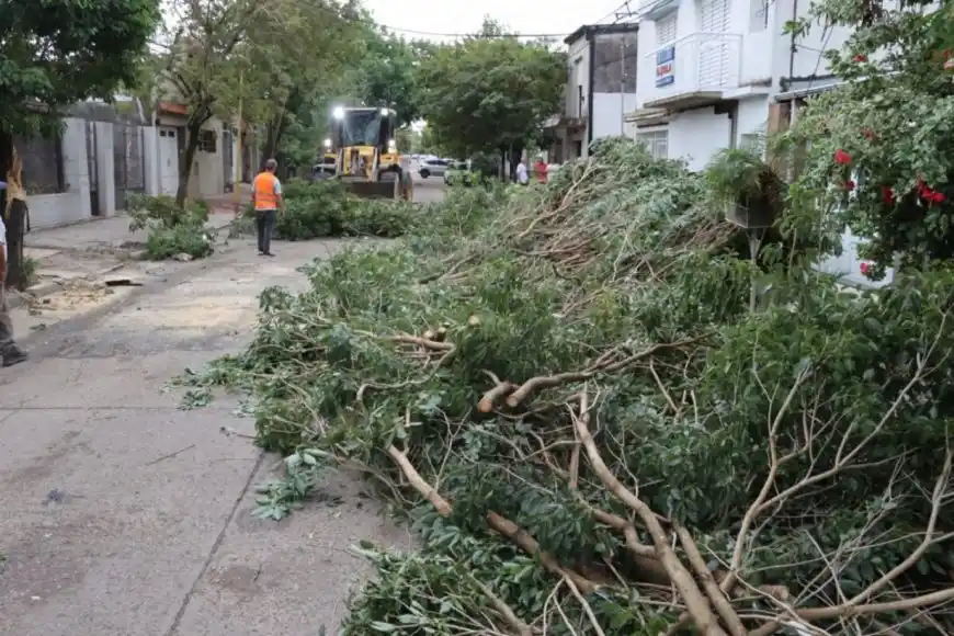 El estado de los árboles en la ciudad: cuáles son las obligaciones de los frentistas y el rol del Municipio