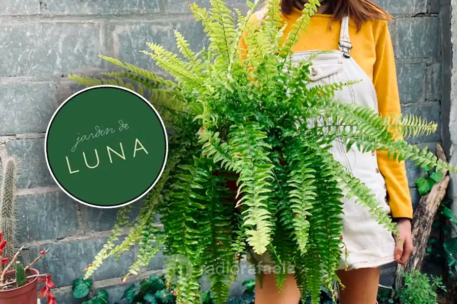 Secretos veraniegos para el cuidado de plantas y control de plagas: "Generalmente es la época en dónde más suelen aparecer"