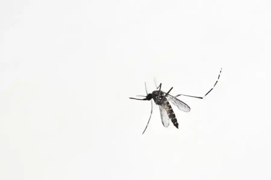 Misterio develado: ¿Por qué los mosquitos pican mucho más a unos que a otros?
