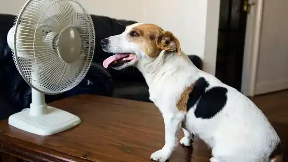 Ellos también lo sufren… ¿Cómo proteger a los animales del calor?