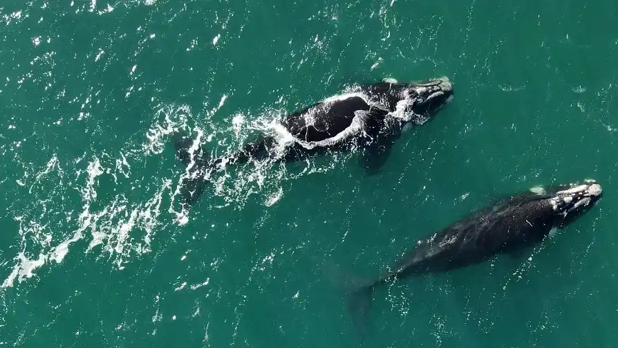 Recomendación. Pidieron no acercarse con embarcaciones a las ballenas