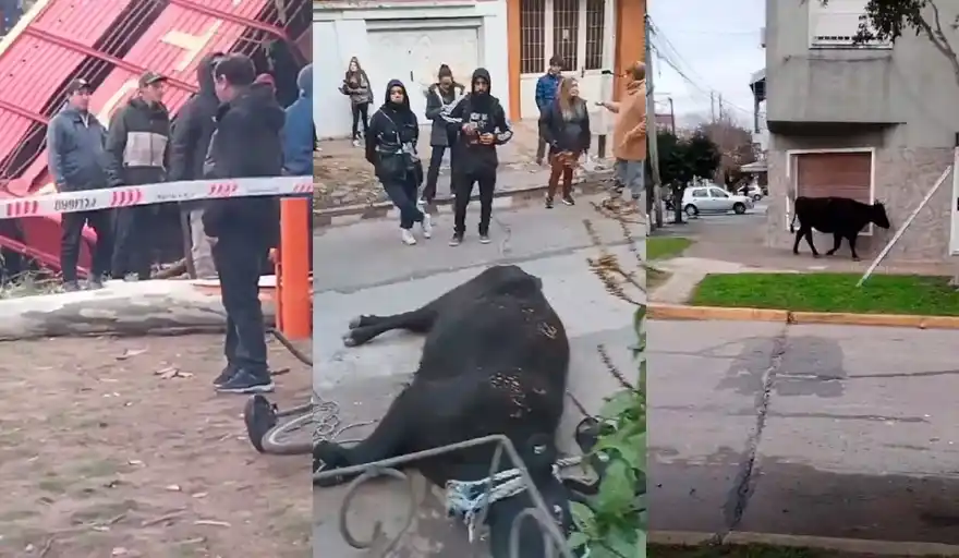 Alrededor de 15 vacas fueron carneadas por vecinos tras el vuelco de un camión que transportaba hacienda