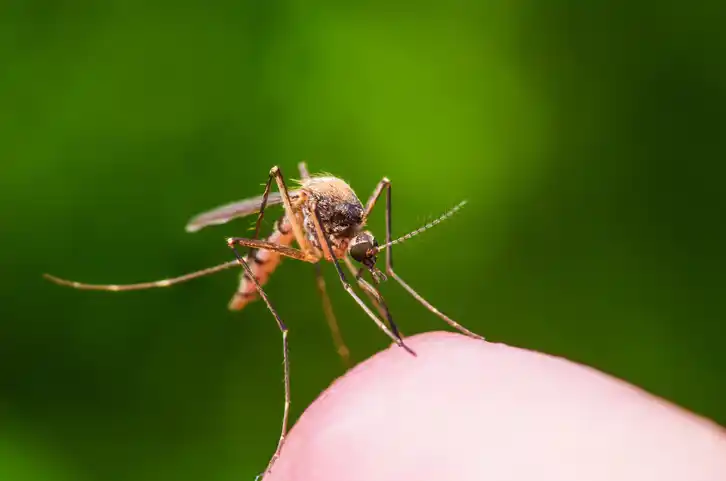 Mosquito Aedes Aegypti