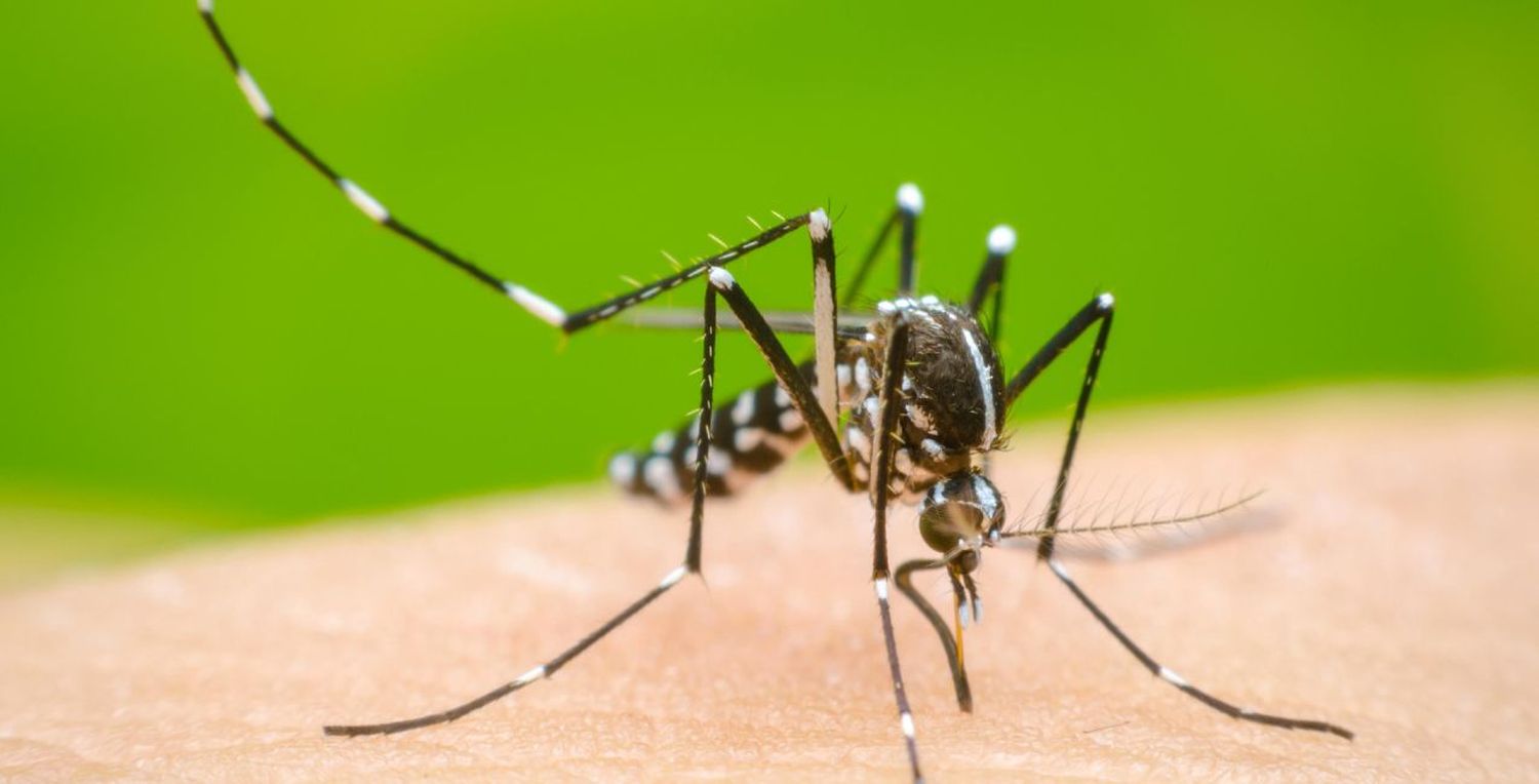 Aumentan los casos de dengue en la provincia de Santa Fe: esta semana se sumaron 114 casos