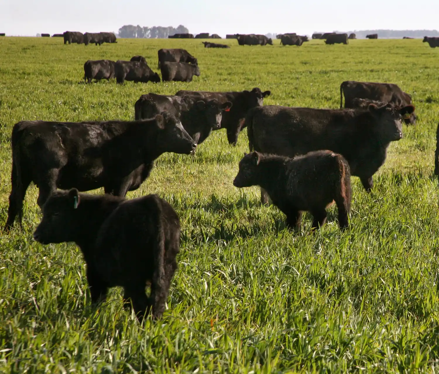 De carne somos: los grupos ganaderos que más animales tienen