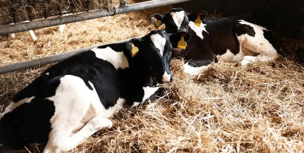 Terneros y novillitos con precios en alza según el Monitor Ganadero de octubre.