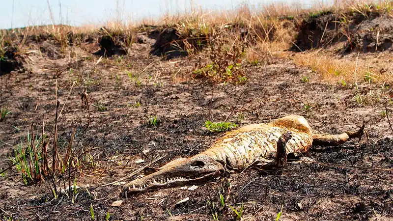 Se quemó el 40% del Parque Iberá: “El impacto en animales es incalculable”