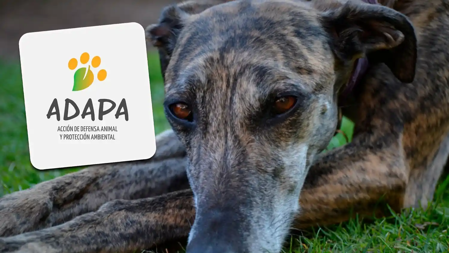 ADAPA Rafaela alertó por el aumento del maltrato y abandono animal