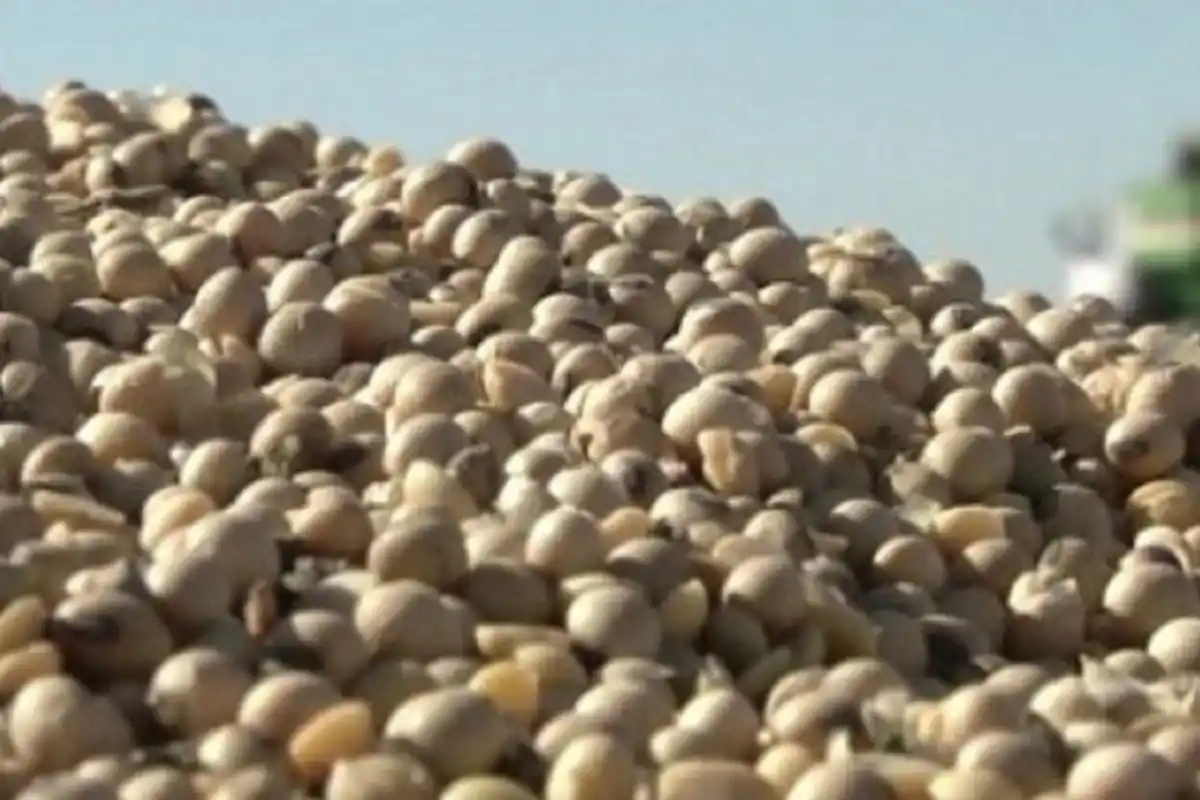 Soja: Gualeguay estimó rindes un 60% por debajo del promedio