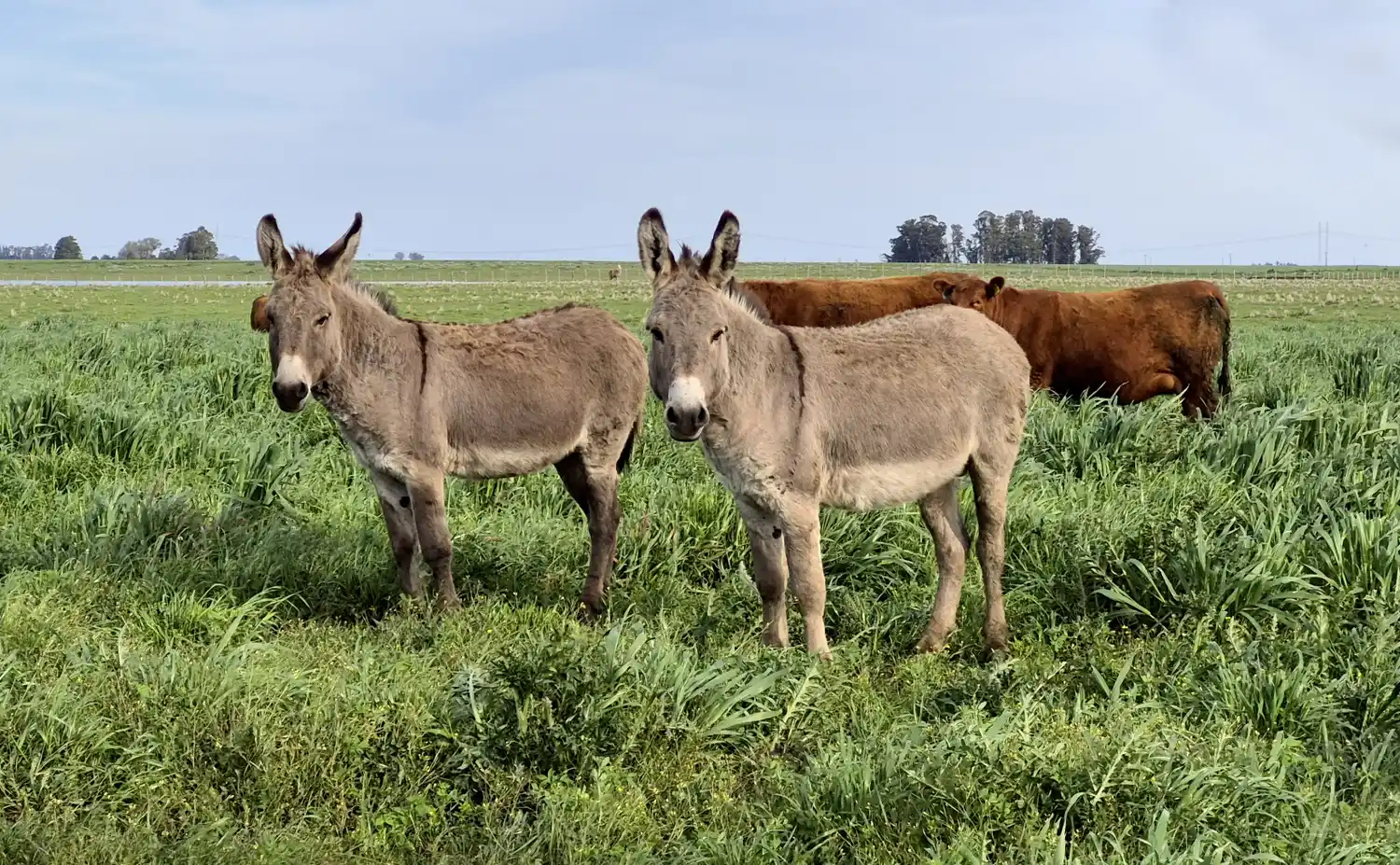 Bella burros