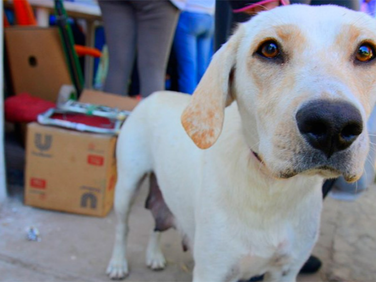 Penarán con multas de hasta 170.000 pesos casos de abandono o maltrato animal
