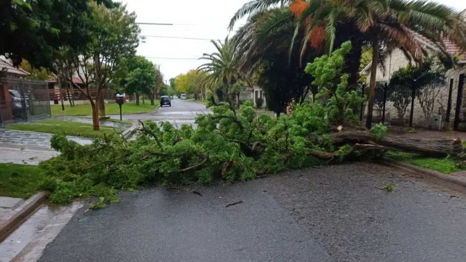 Alerta meteorológico en Mar del Plata: "Los vientos han traído consecuencias importantes"