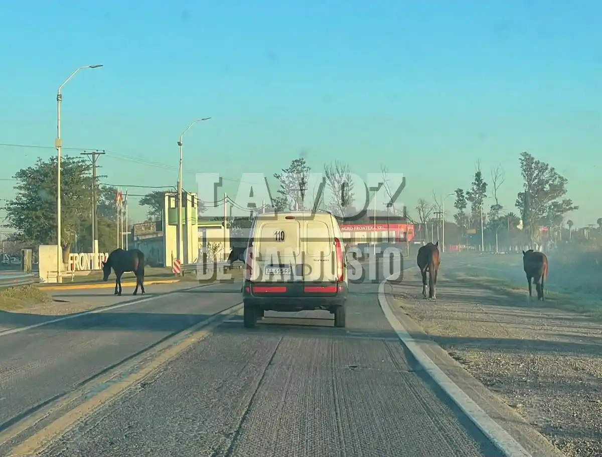 Caballos sueltos en la ruta 19, en jurisdicción de Frontera