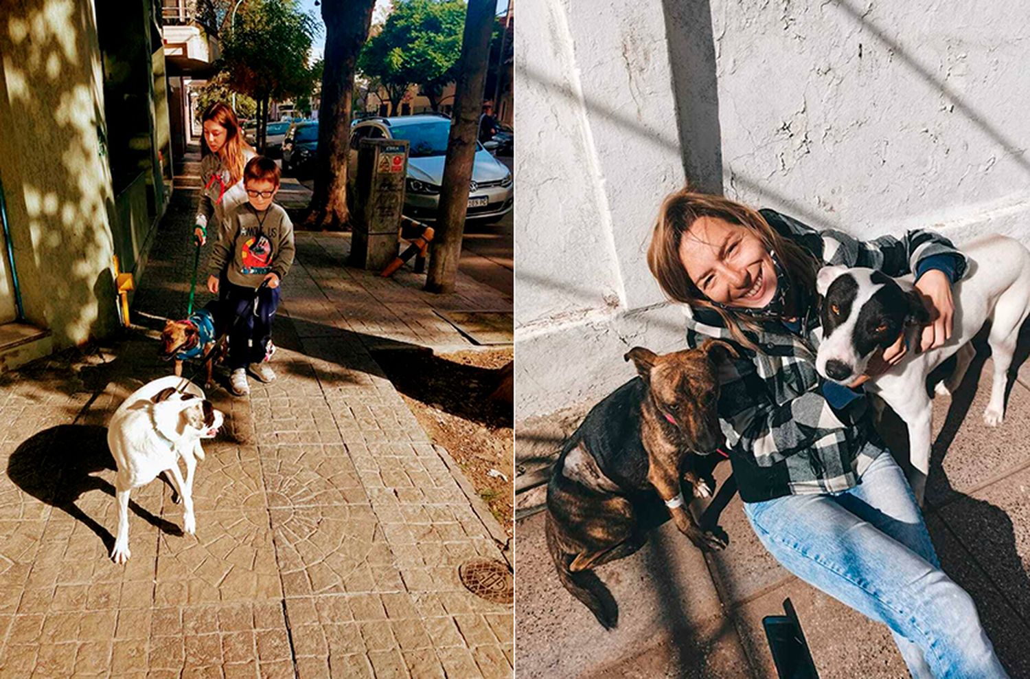 La nueva vida de los perros rescatados: "Tienen miedo, les tiraban gatos para que los ataquen"