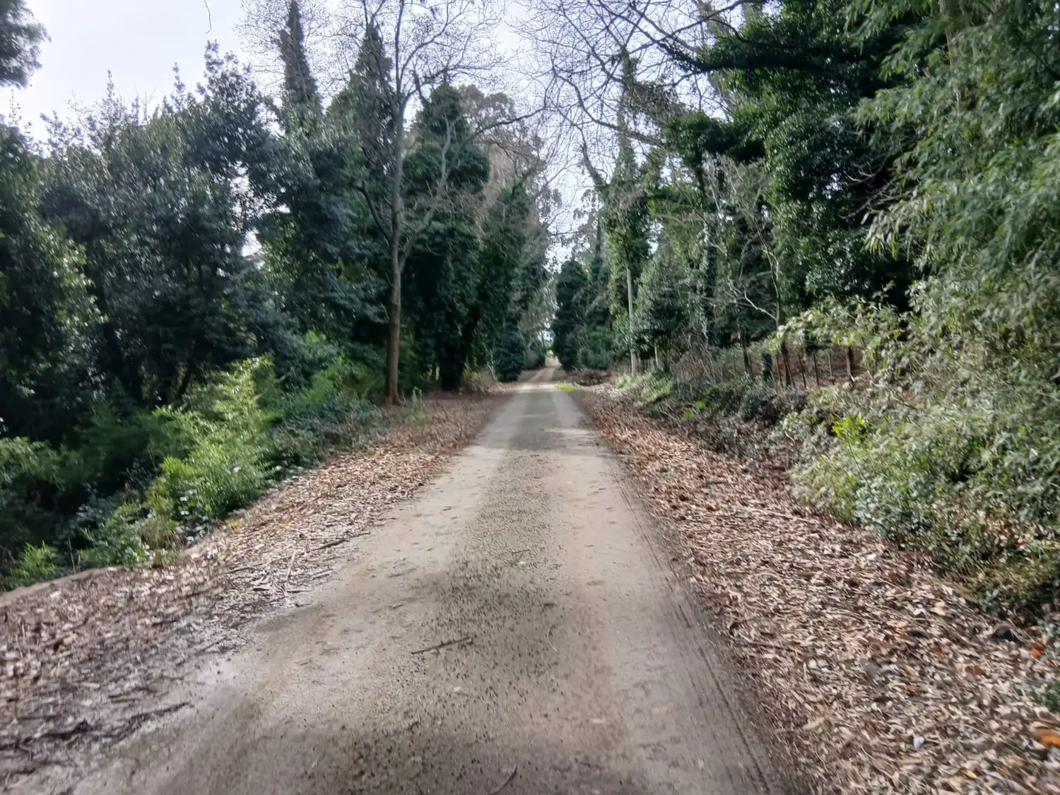 El camino perdido de Amaike