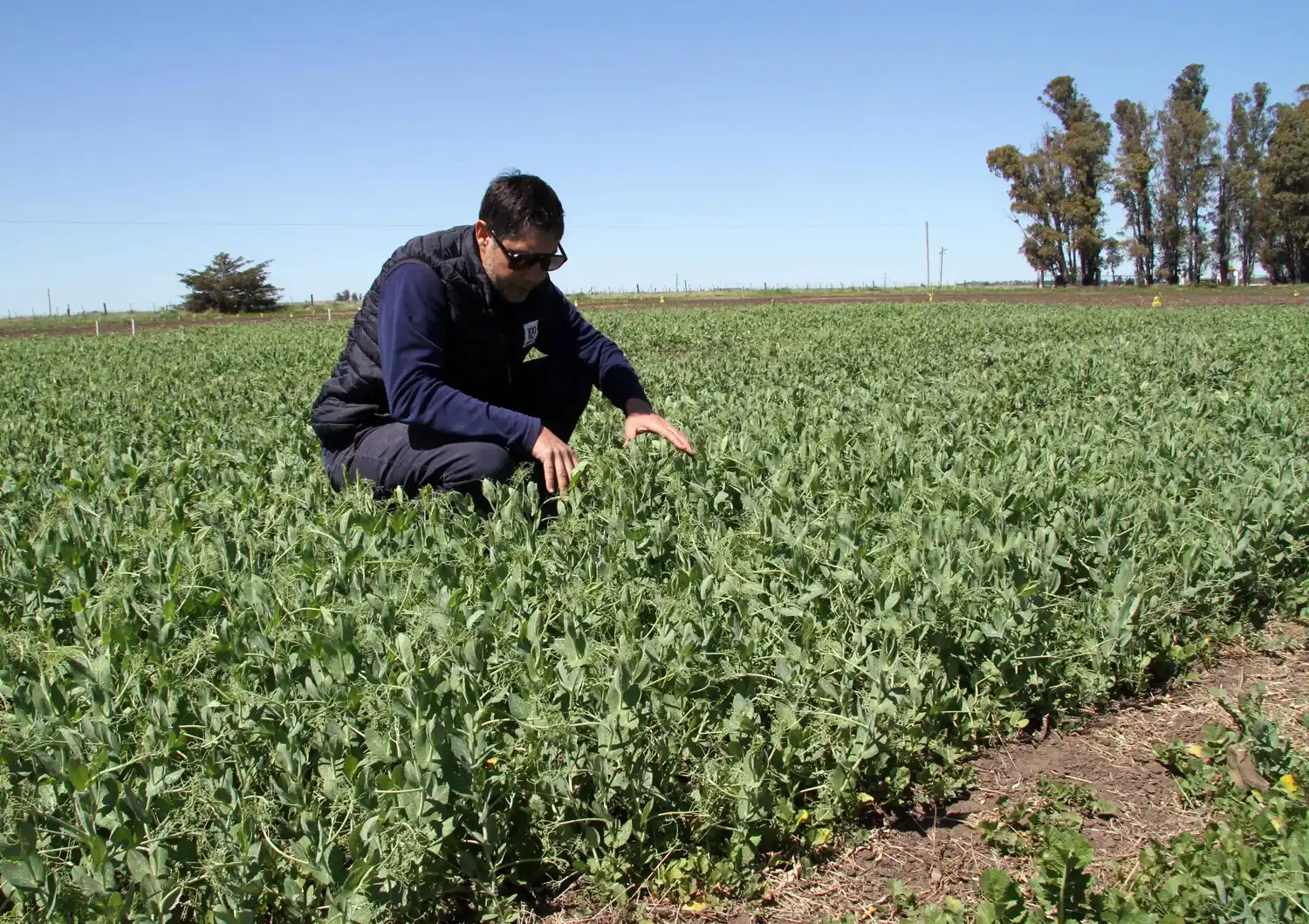 Arveja: un Rosario de beneficios que se pierden por el flete
