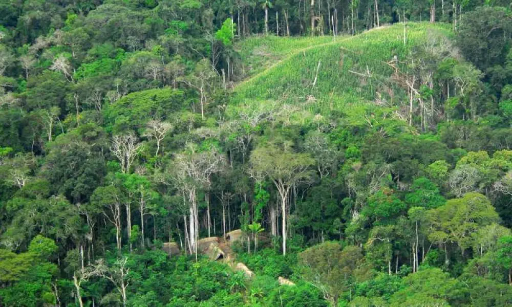 Así ayudan los bosques a mitigar el cambio climático