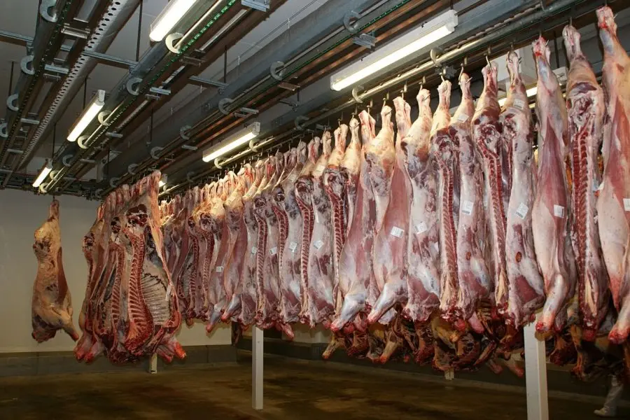 Frigoríficos de Santa Fe: bajaron los números en faena bovina y marcado crecimiento porcina y avícola