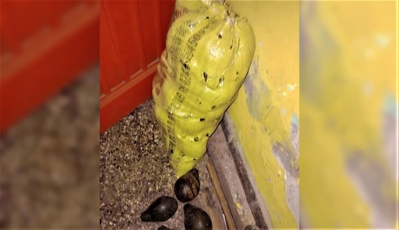 Detenido tras robar decenas de paltas de una vivienda
