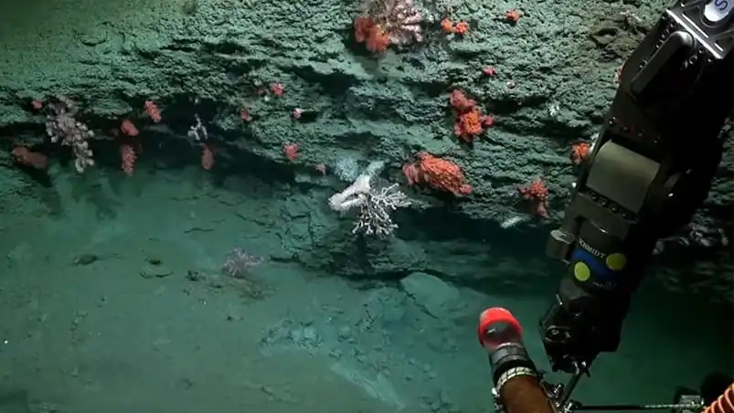 Crean un videojuego sobre la histórica expedición al cañón submarino Mar del Plata