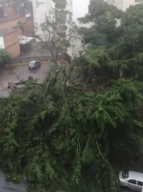 Precipitaciones ocasionan caída de árbol y fluctuaciones eléctricas en Chacao