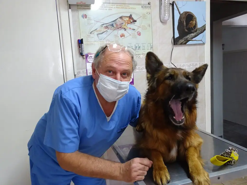 Mascotas en cuarentena