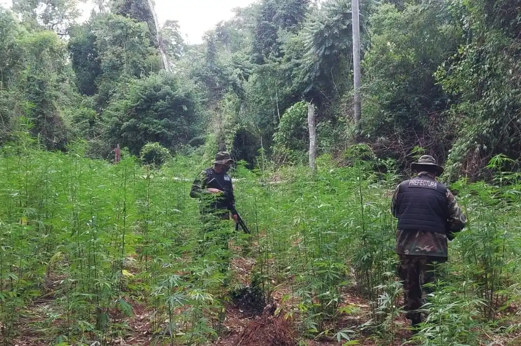 Prefectura incautó una plantación y más de 200 kilos de marihuana