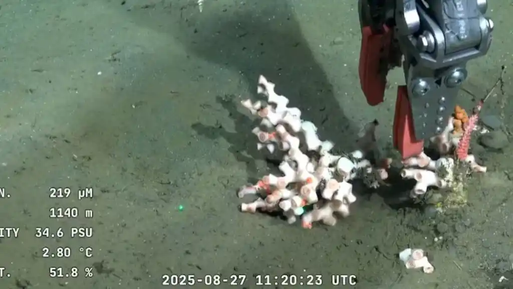 buque científico Uruguay 4