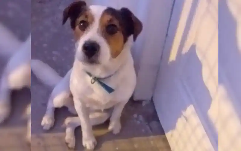 Buscan a sus dueños