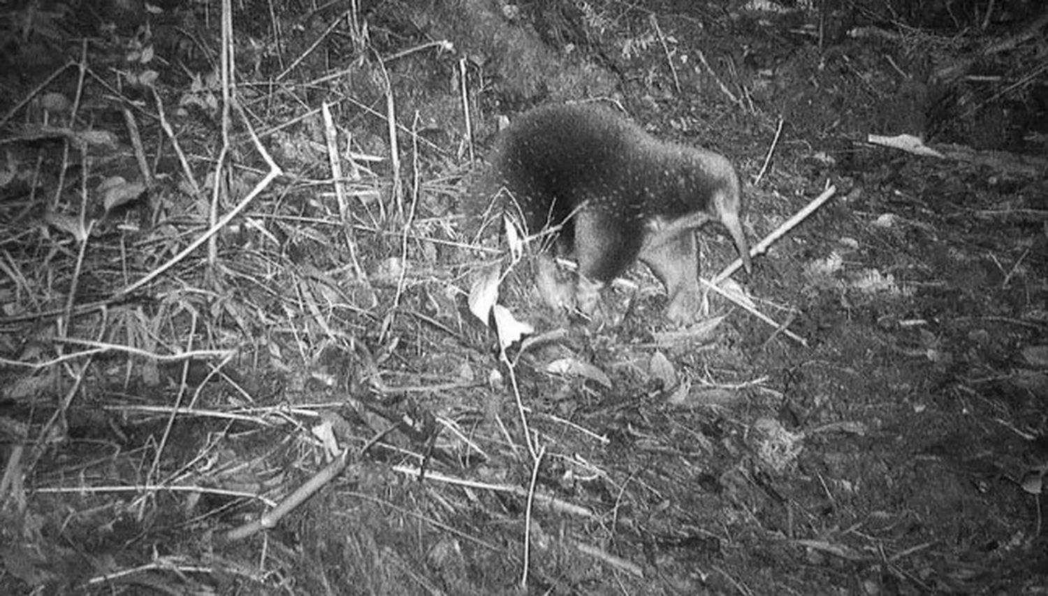 Equidna de pico largo de Attenborough en las montañas Cyclops de la provincia indonesia de Papúa.