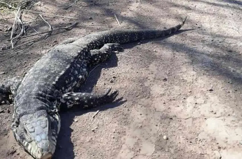 De terror: hallaron varios lagartos muertos y aseguran que fueron violentados