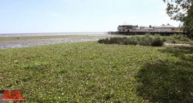 Ya son tres las personas mordidas por serpientes en la ribera de Quilmes