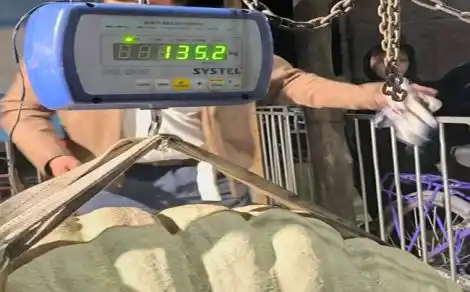 zapallo gigante de más de 135 kilos - 3