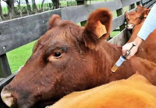 Vacunación contra la aftosa