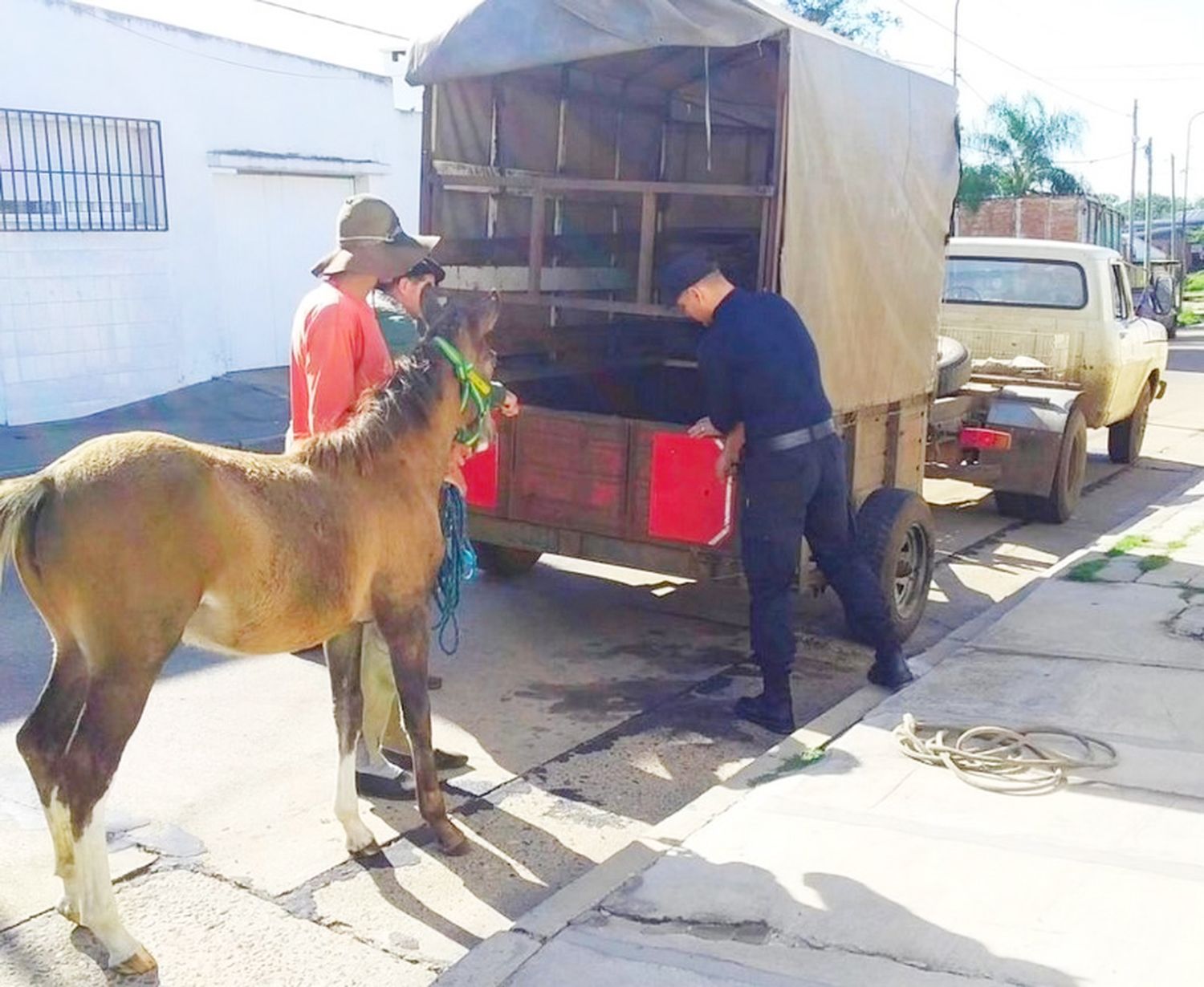 Se intensifican los operativos para erradicar la tracción a sangre