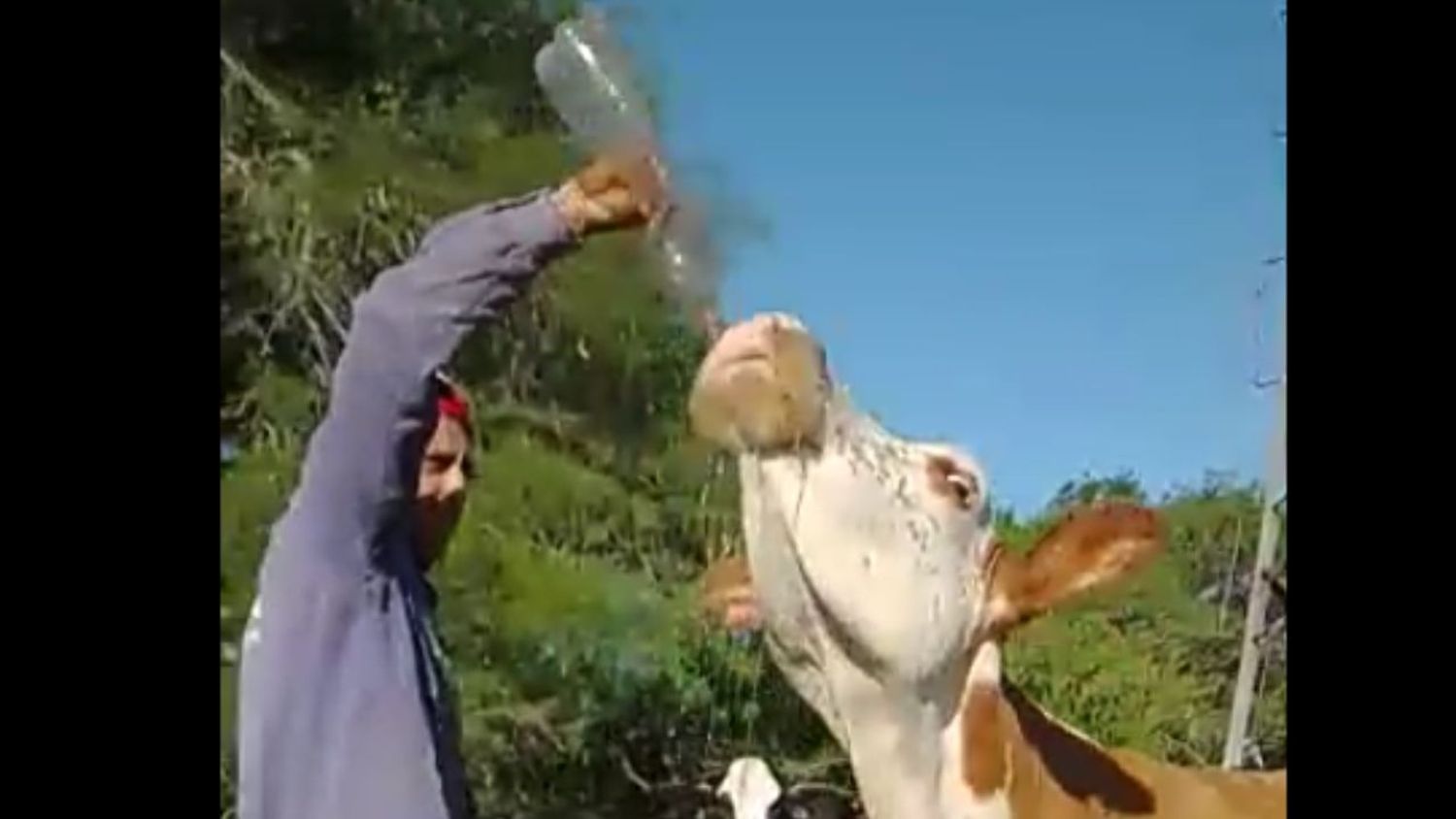 Video: La desesperación del ganado por tomar agua