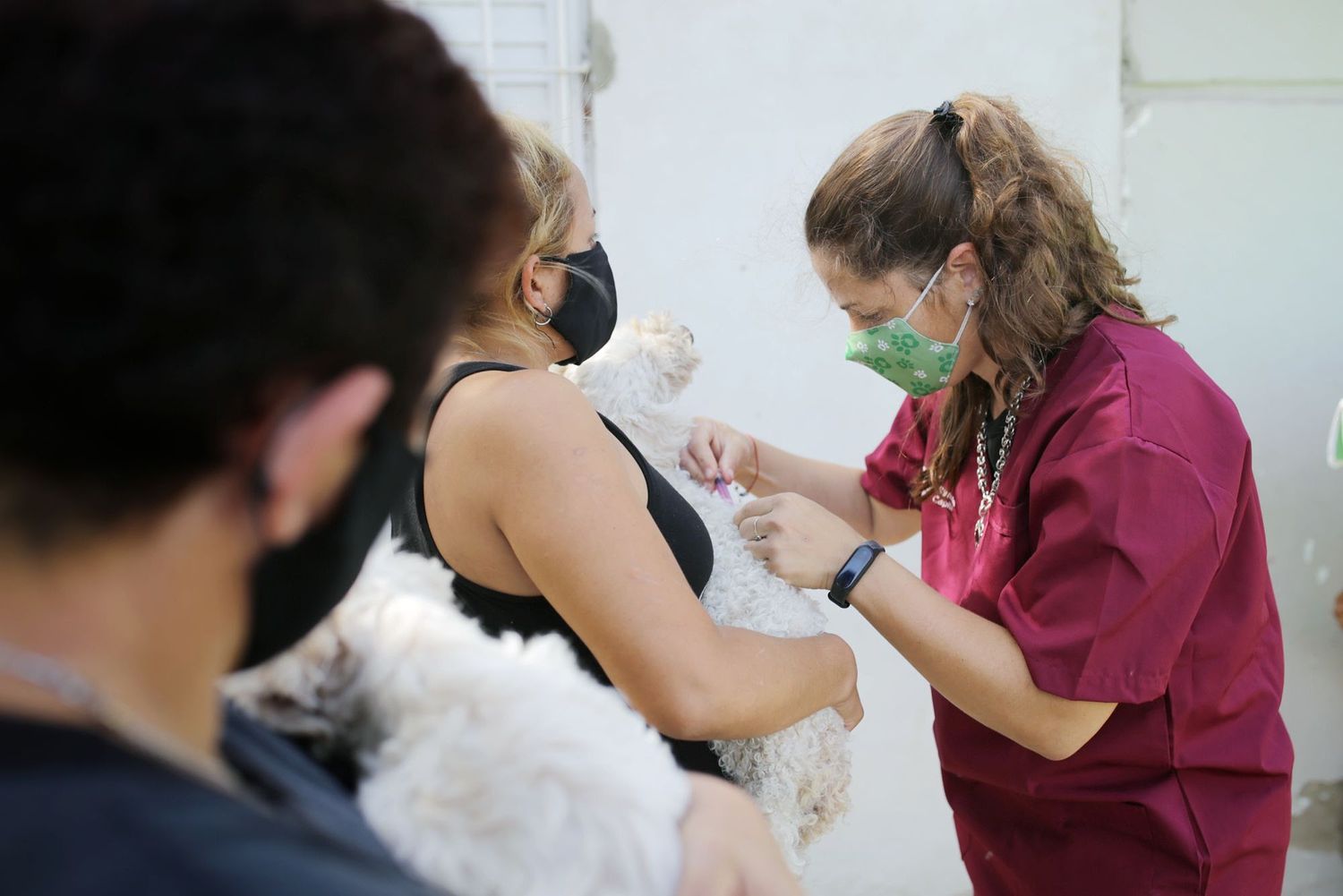 Cronograma de castraciones para animales de compañía en la ciudad de Santa Fe