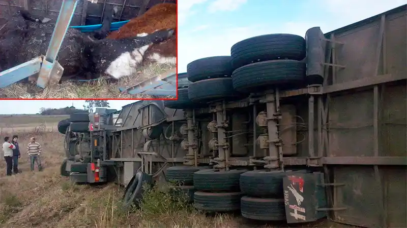 Ruta 12: Choque entre auto y camión dejó cuatro bovinos muertos 