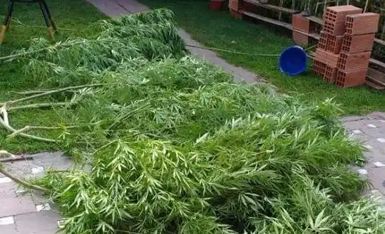Miramar: Entraron a robar marihuana a una casa y los detuvieron