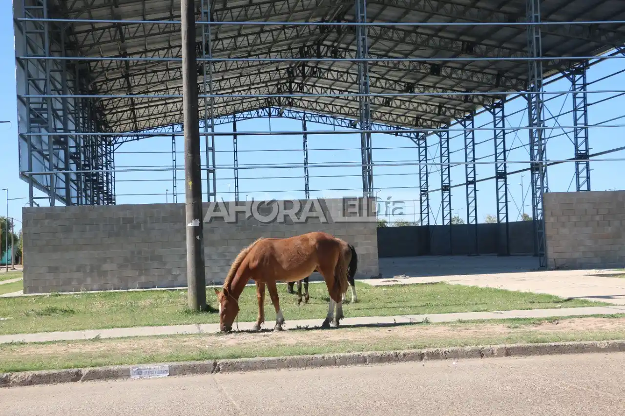 CABALLOS SUELTOS - 1