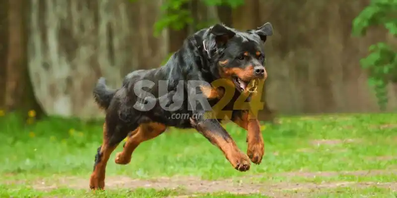 Venado Tuerto: un rottweiler atacó a una nena de 7 años