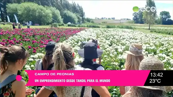 Se abren las visitas al campo de peonias en el Paraje El Gallo