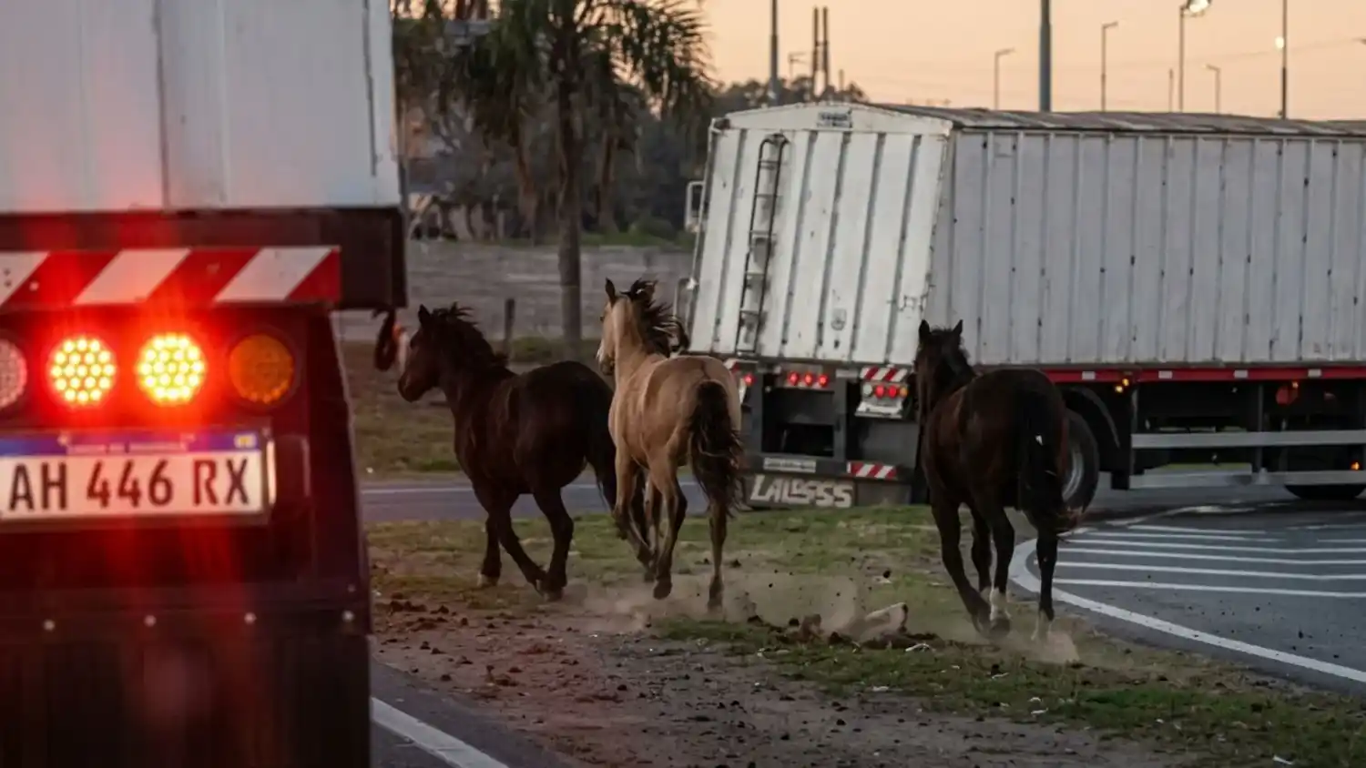 Caballos sueltos