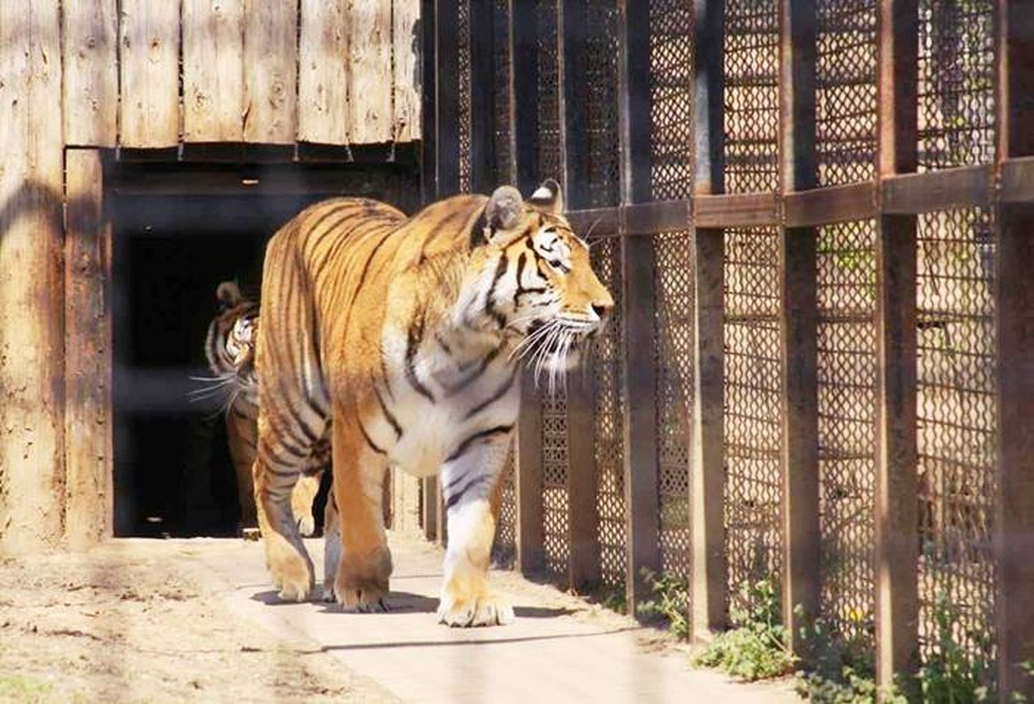 Ya hay más tigres viviendo en cautiverio en EEUU que en la naturaleza, en todo el mundo