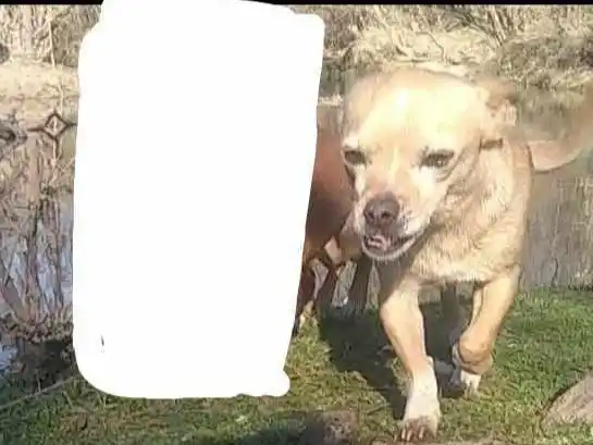 Buscan a Maleva, se perdió en el Barrio Arco Iris