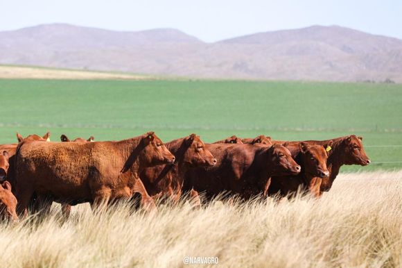 Un paseo por 64 años de historia del Angus colorado